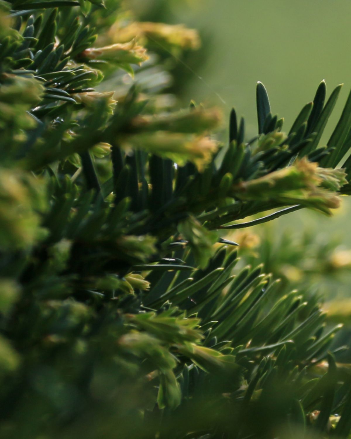 Western red cedar branches in a North Okanagan forest